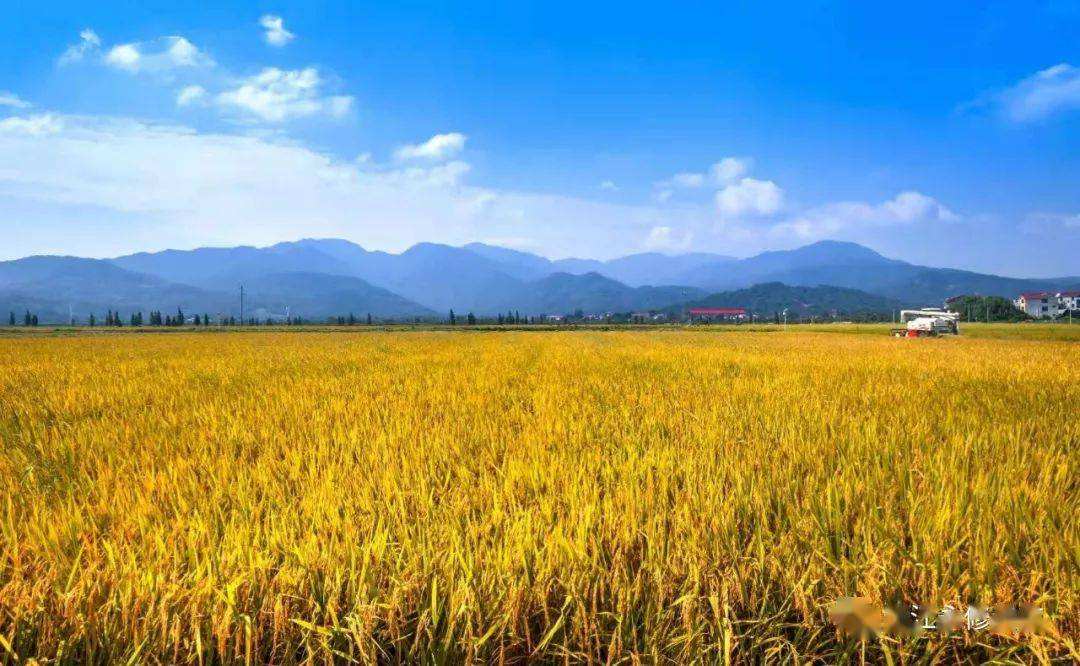 高標(biāo)準(zhǔn)農(nóng)田建設(shè) 高標(biāo)準(zhǔn)農(nóng)田建設(shè)